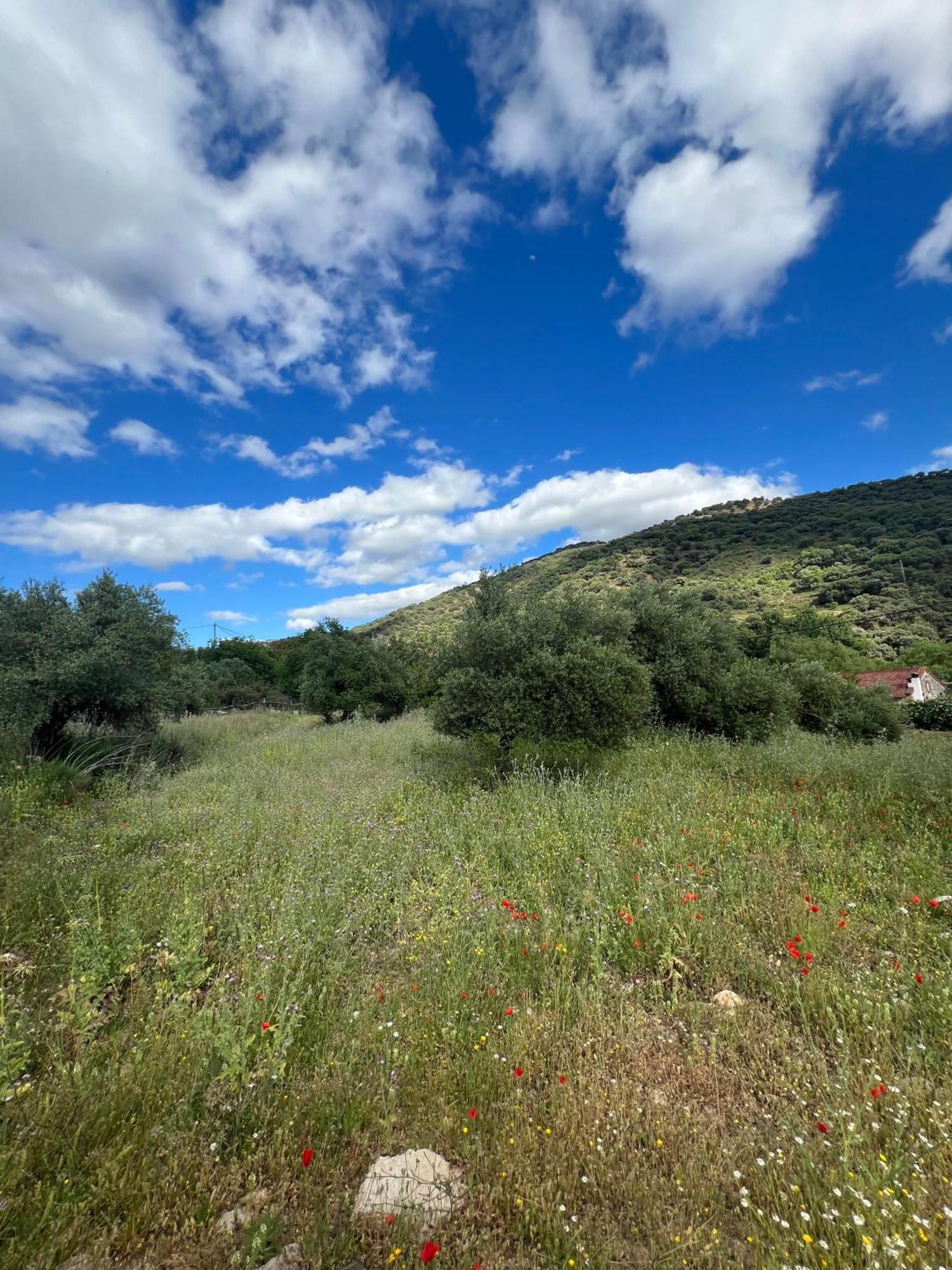 Casa Rural Las Rosas De בנאוחאן מראה חיצוני תמונה